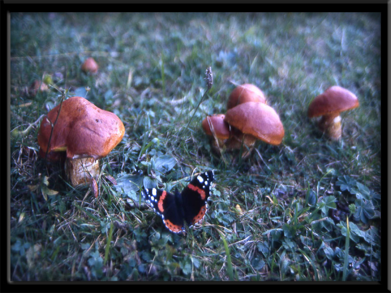 fungo o farfalla ?..Vanessa atalanta ...dal Trentino